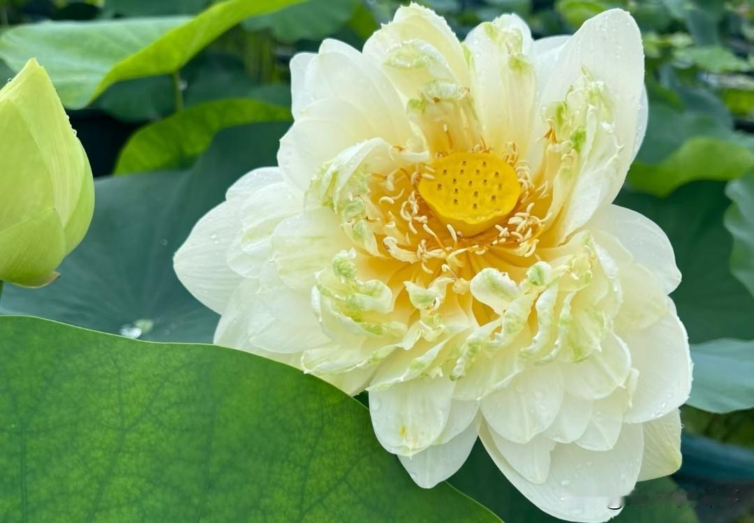 ❤️关于西班牙队的表现
一、场面全面占优，终结彻底拉胯
 
1. 控球碾压：西班