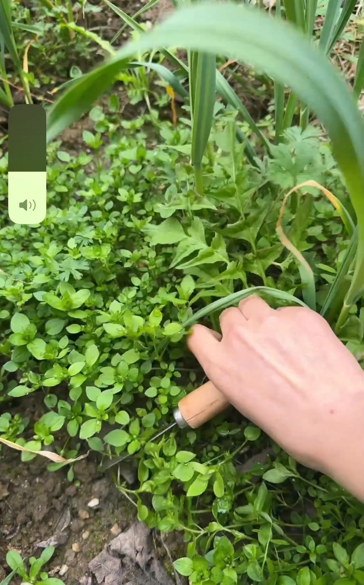 家里的菜园一个冬天都没有来看过，今天回来一看好家伙！全是草都看不到菜了。
   