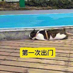 看到这个视频，瞅瞅这只第一次出门的小猫咪，吓得魂儿都快飞了，连站都不敢站，只会贴