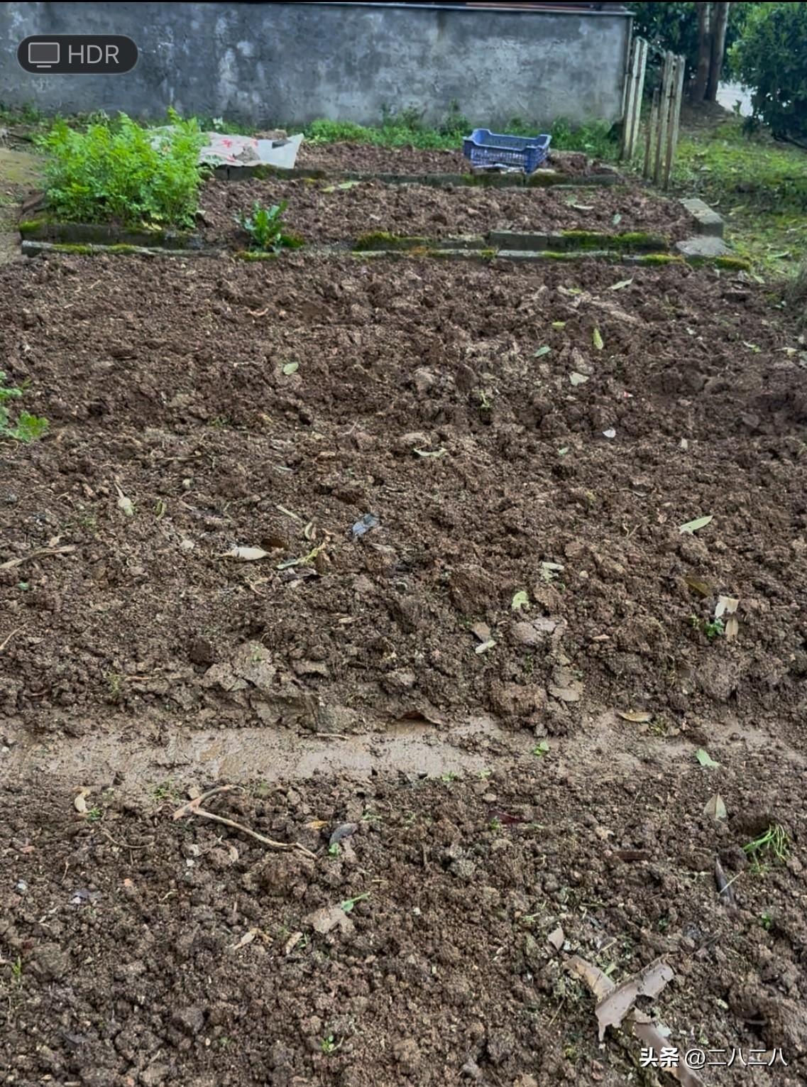楼上奶奶看中了我的小院，想在我的小院里种菜。

我家有一套带大院子的房子，还是毛