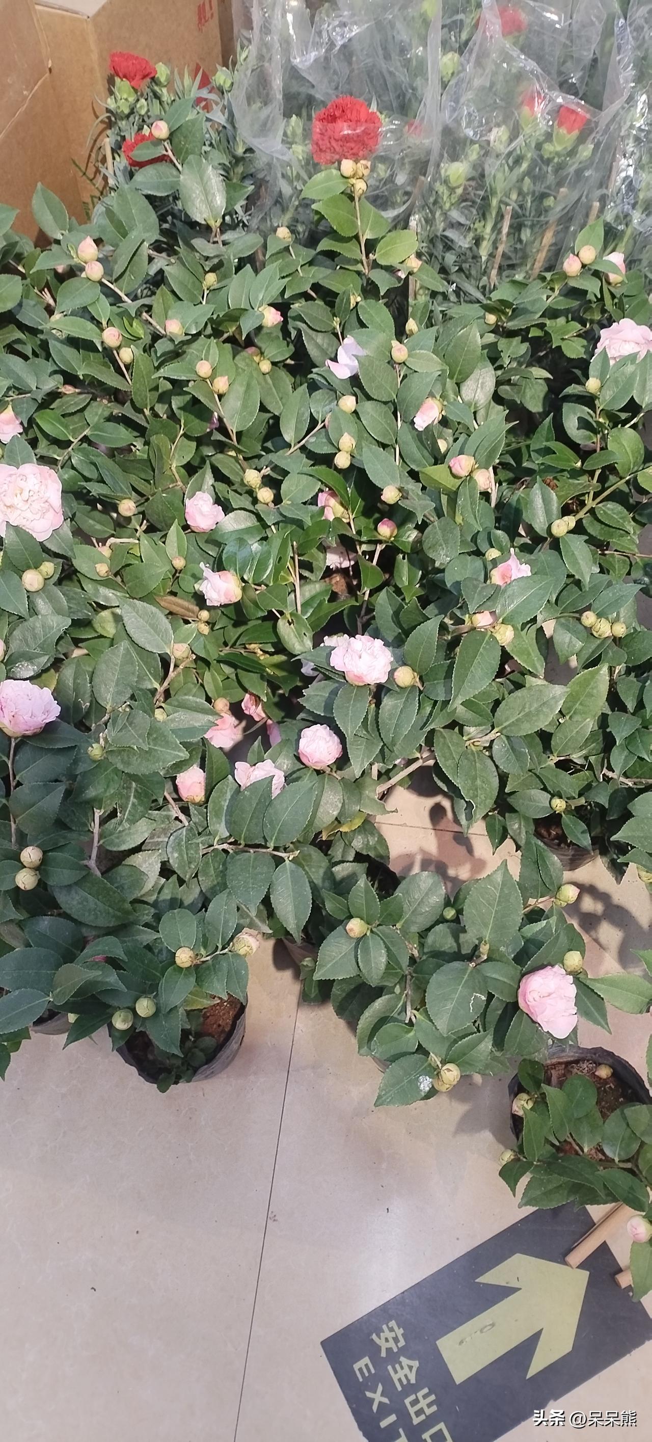 要说秦桧为什么跪了八百多年，真不是因为后人记仇，而是这事碰的是国人最硬的一根骨头