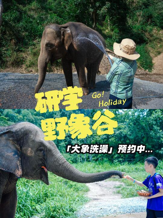 西双版纳野象谷研学｜带娃这样玩深度又小众