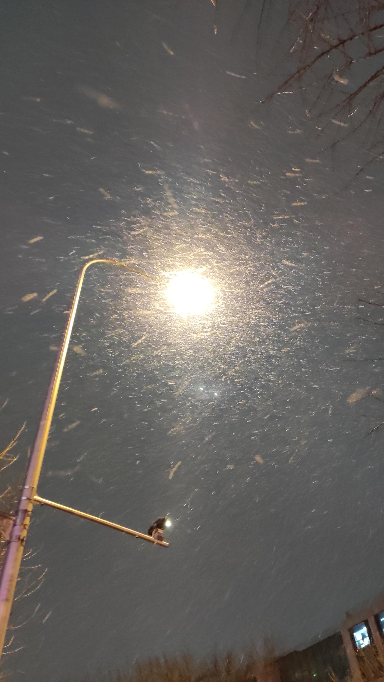 记录我的2026大雪纷飞