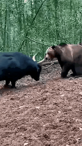 熊和水牛都是暴脾气，两者相遇必有死伤。
熊有蛮力，皮糙肉厚，比嘴巴厉害的是那肥厚