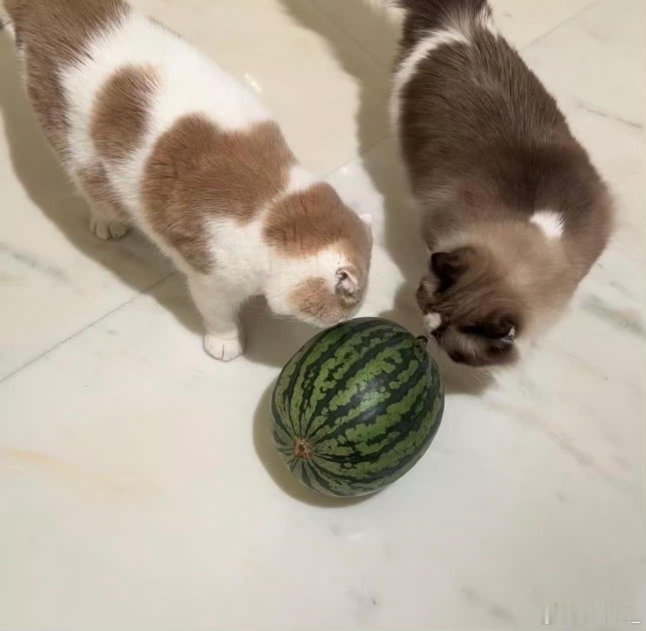 猫比瓜大 