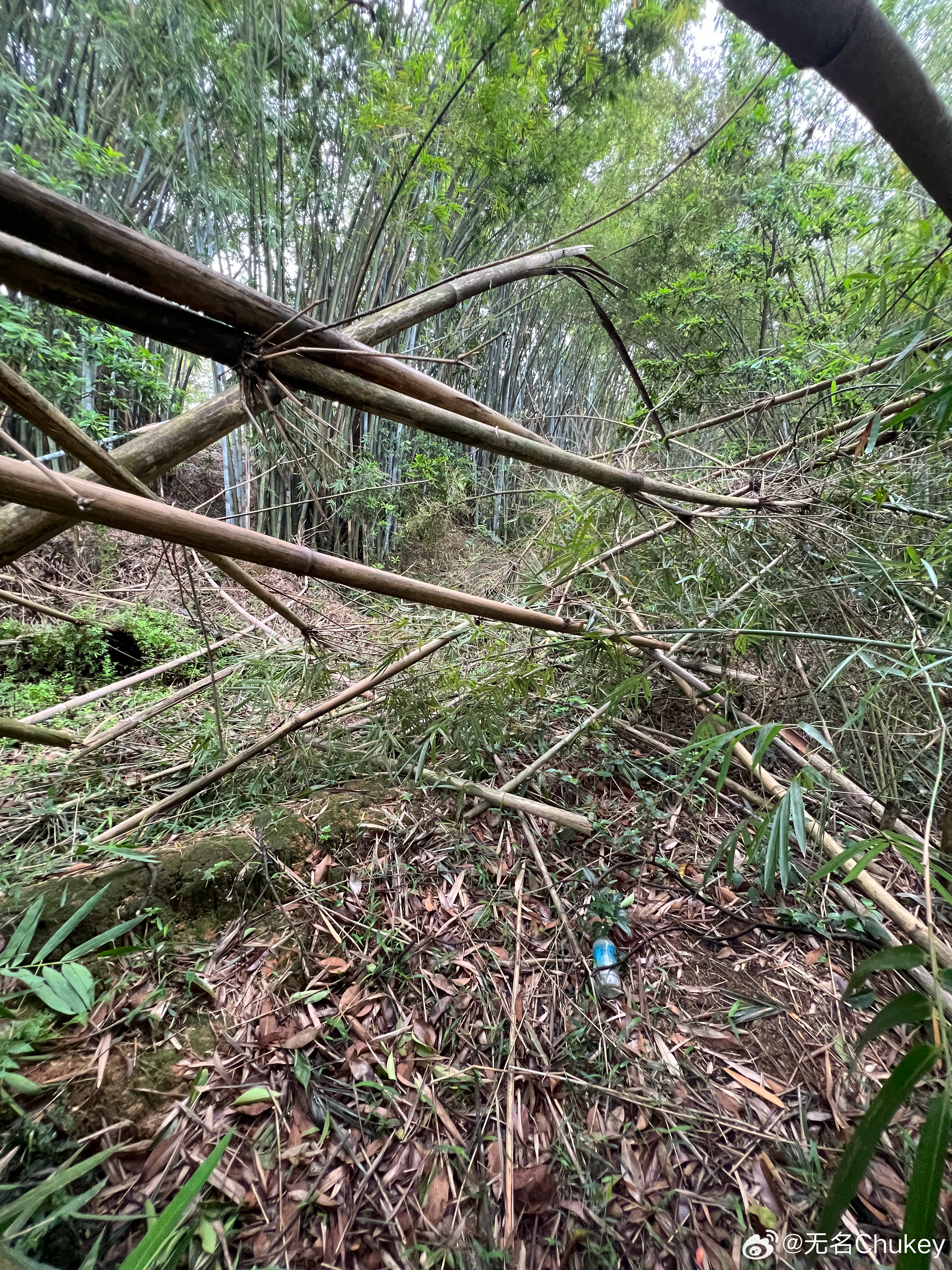 不要怀疑广东人清明拜山的毅力 肇庆