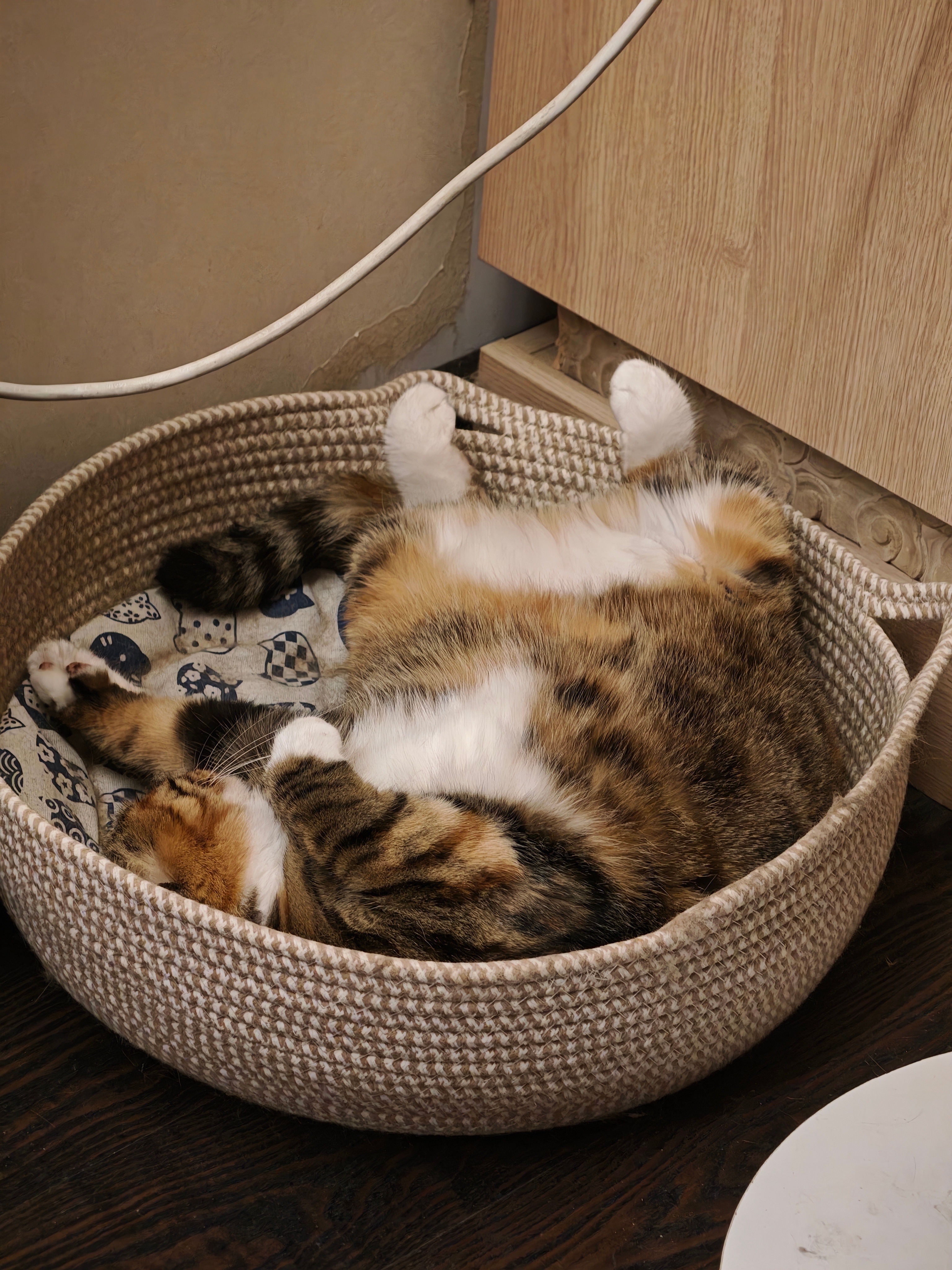 猫崽啥也不会，就是纯能卖萌。 