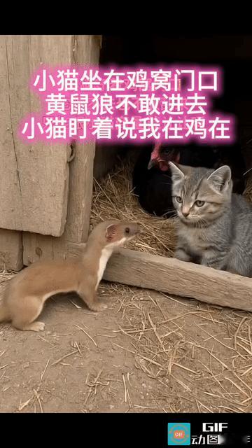 网友惊呆了:一只黄鼠狼想进鸡窝里偷鸡蛋，但鸡舍门口蹲着一只小猫，黄鼠狼看到后不敢