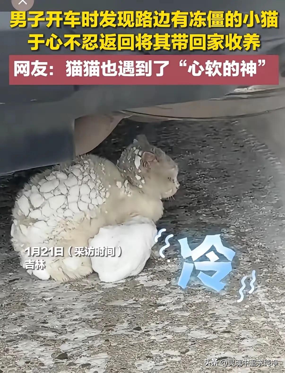 吉林，一男子和父亲开车回家，却在路上看到了如此辛酸的一幕：一只纯白色的小猫咪在路