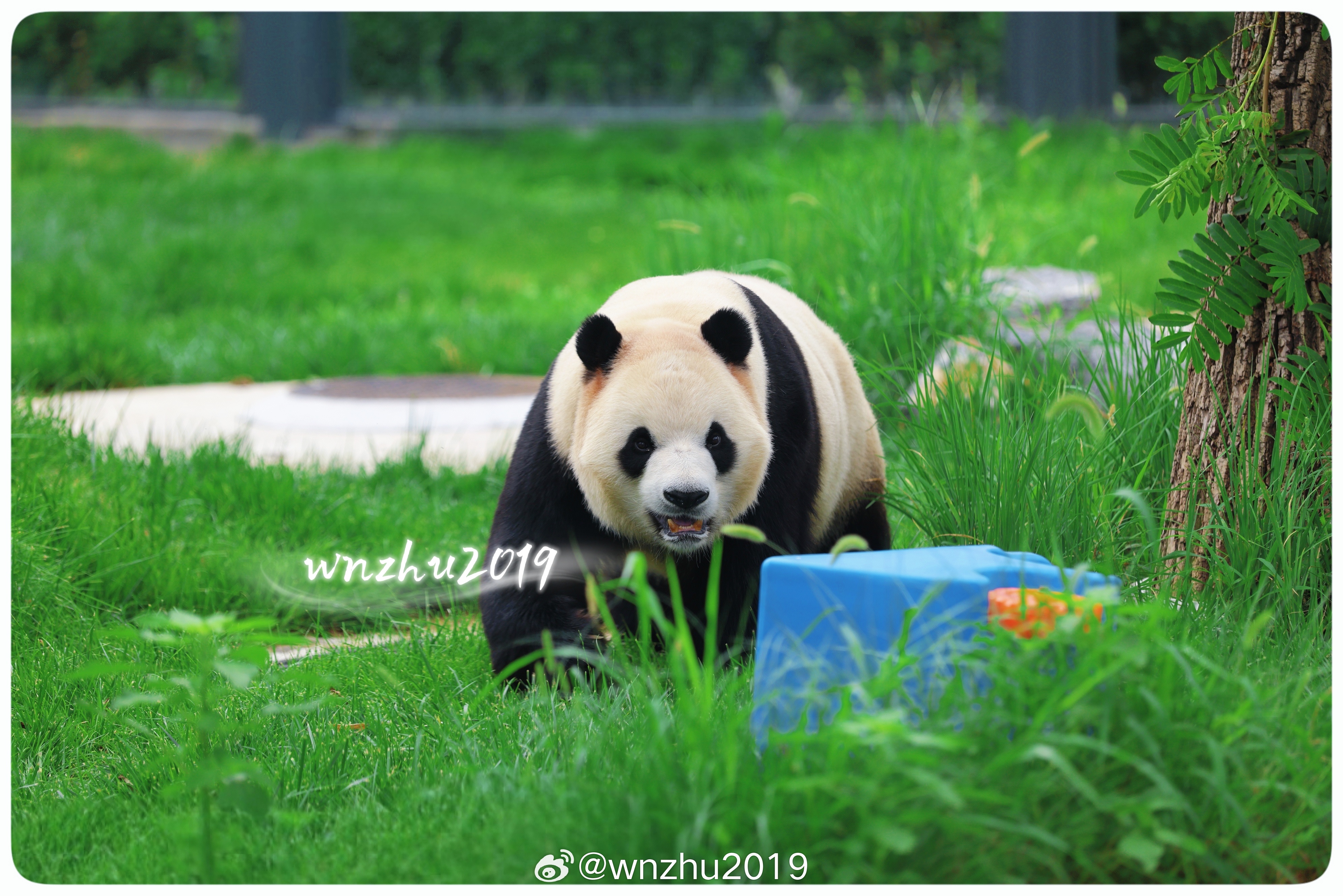 大熊猫福星 哎呀，我大黑亲妈……，勉强笑一下吧 
