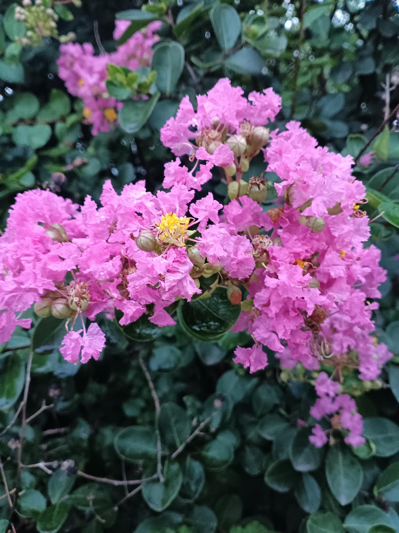 一簇紫薇盛放，柔粉花瓣层层舒展，绿叶衬繁花，把夏日的浪漫揉进枝头。
