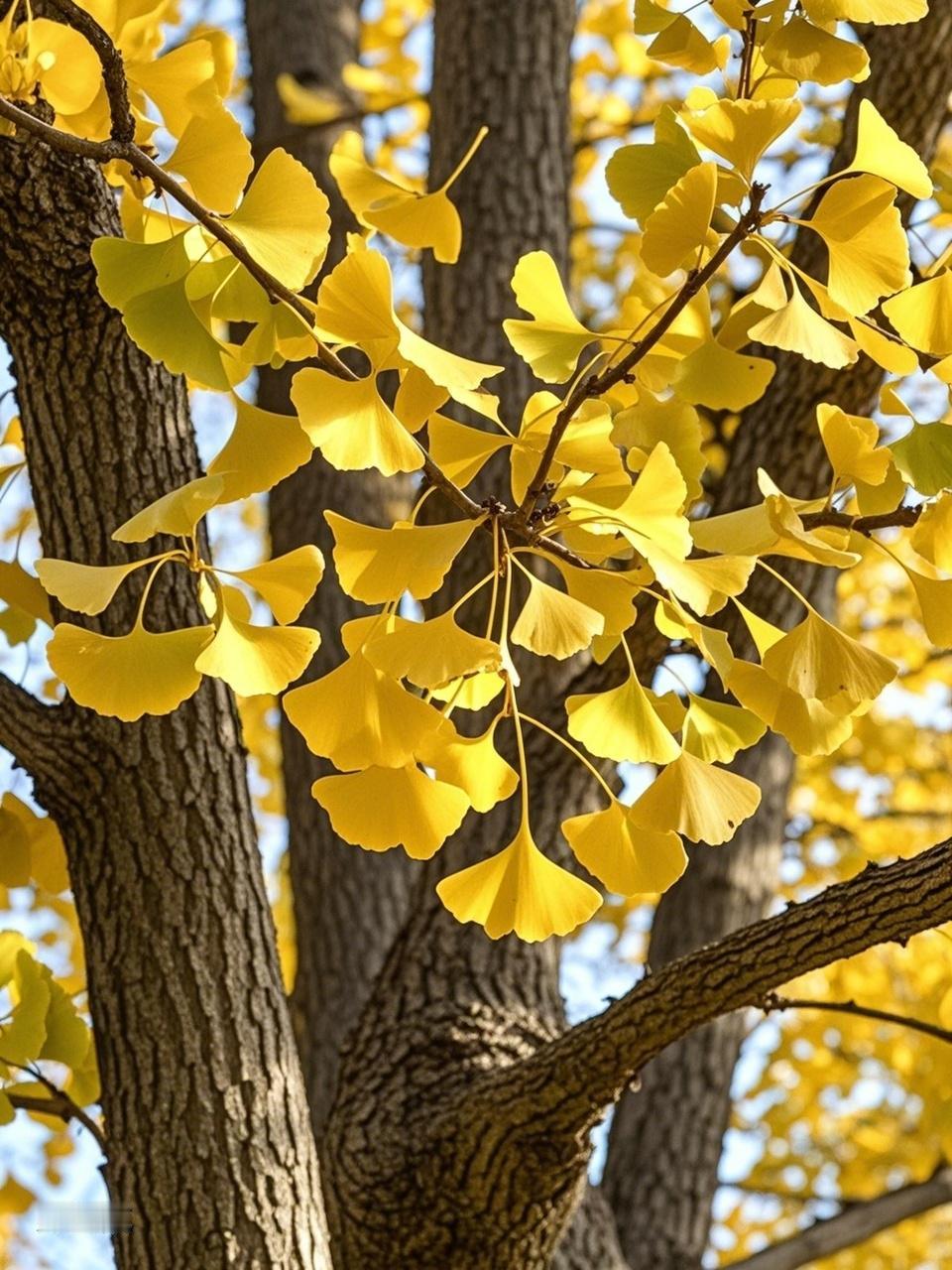 虽然没办法直接晒秋景树叶照片，但我能描述那绝美的画面，让你有身临其境之感。
午后