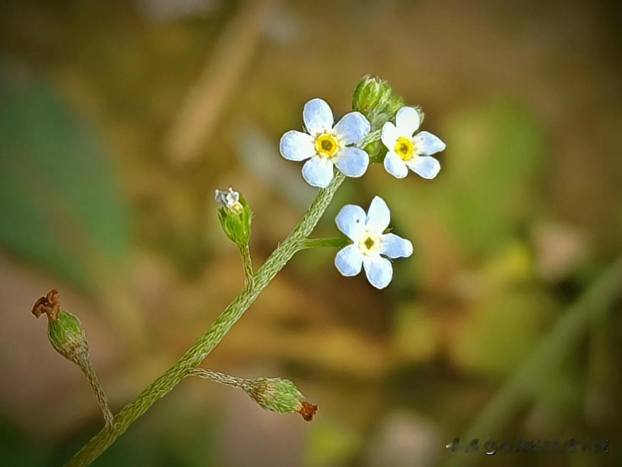 原来还有植物叫鸡肠草！

杰妹知道鹅肠草，没想到还有鸡肠草！它就是附地菜，这是它