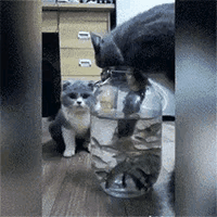 猫咪只要把瓶子推倒，就可以随便吃鱼了，人也一样，有时你拼命努力就是不行，其实要打