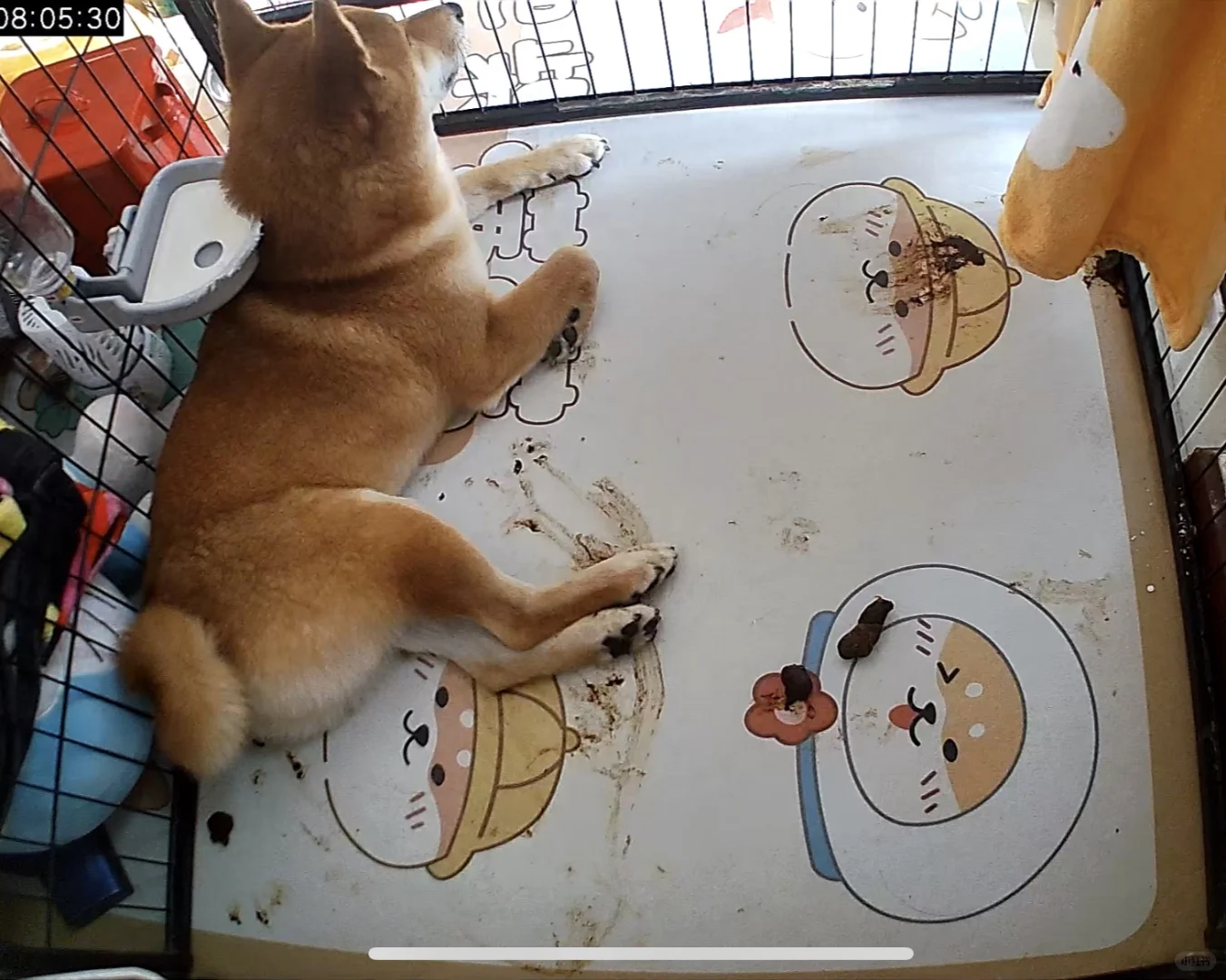 全瑕出一只公柴犬 2岁已绝育送所有的狗用品