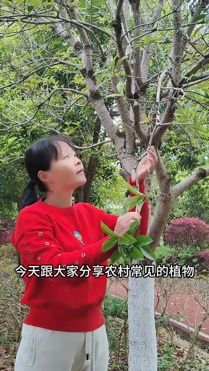 有些人一张嘴，人家就会躲得远远的，那叫一个尴尬。今天跟大家分享农村常见的植物：桂