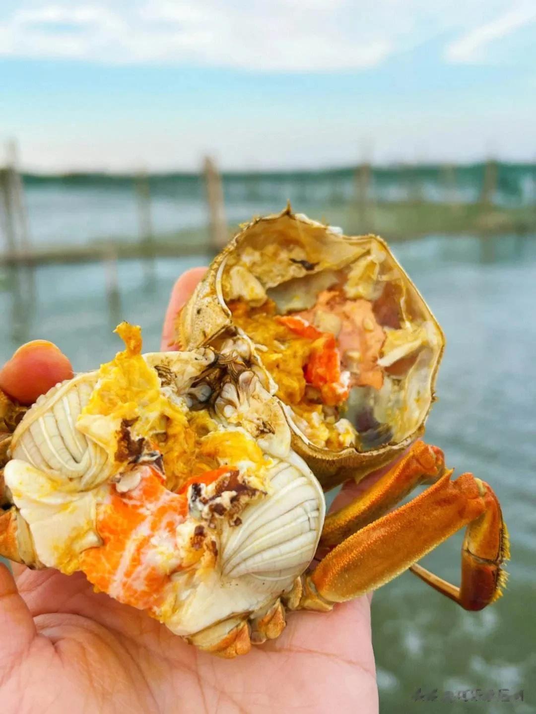 #记录我的2023# 
#十月美食录# 
秋风起，蟹儿肥，又到了一年吃蟹的好时节