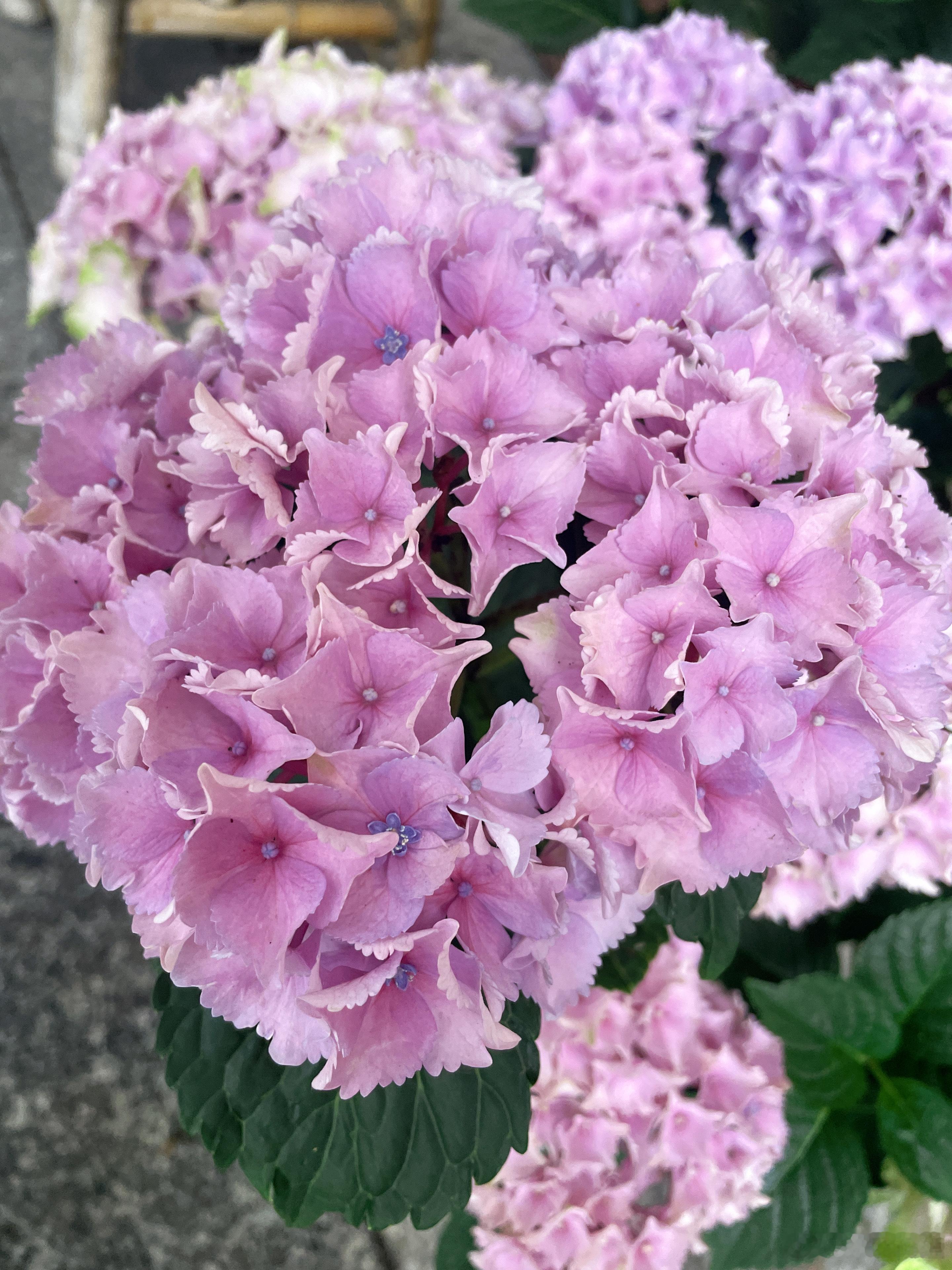 待等讯飞的年报和一季报…💪🍎🌹 