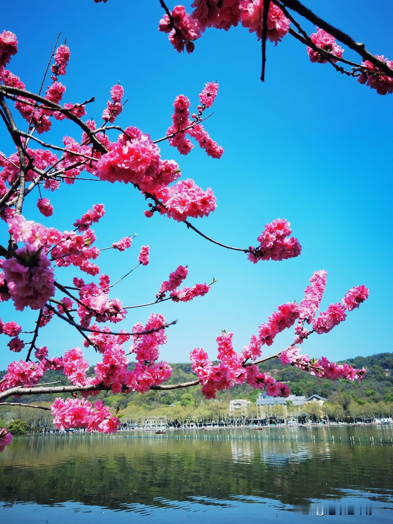 徒步杭州西湖北线景点，观景、赏花，‌白堤‌与‌苏堤‌是核心观赏区，呈现“桃红柳绿