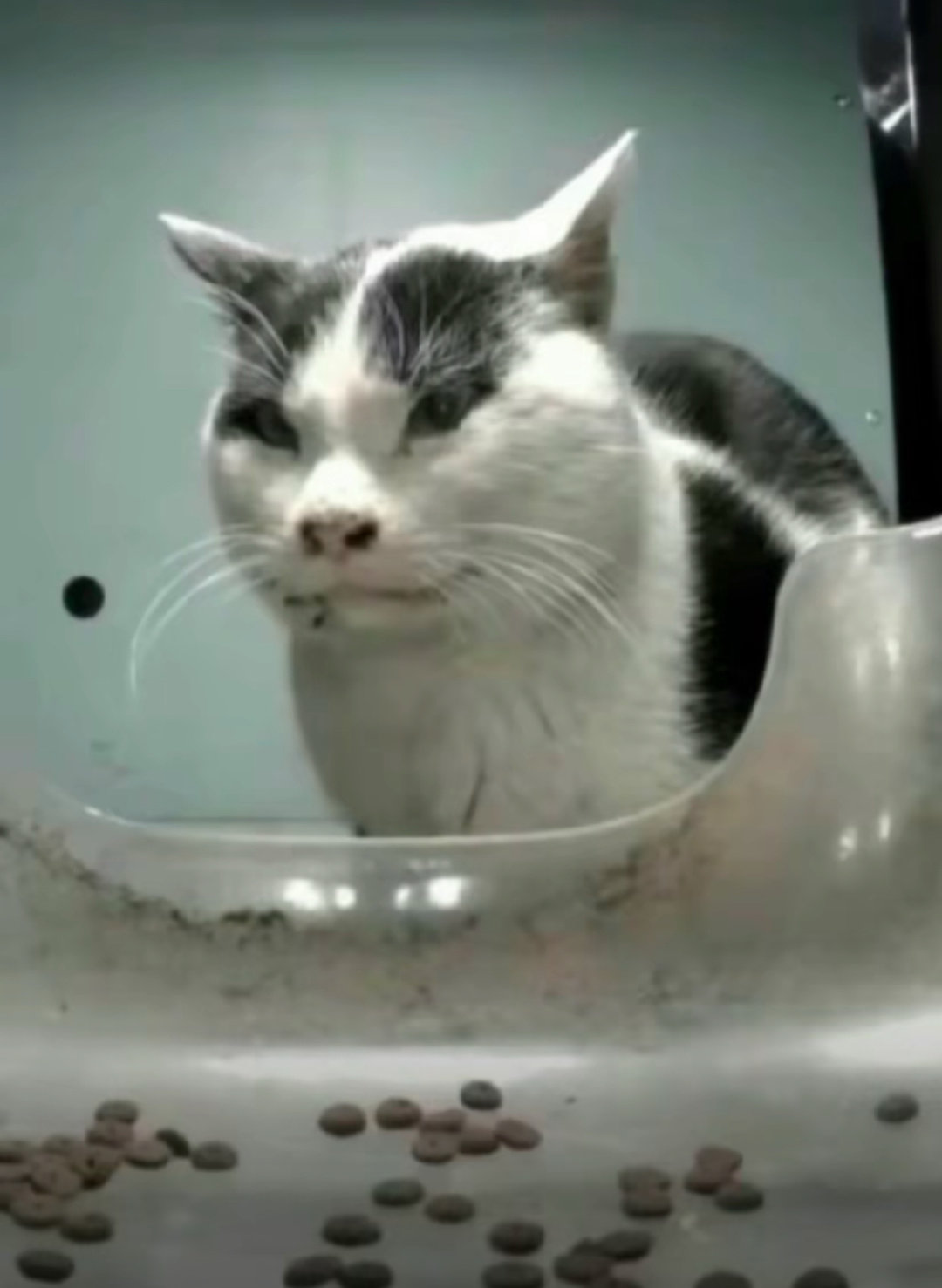 长得像那个美羊羊表情包 #万万没想到竟然真有猫长这样##原来猫猫的悲欢并不相通#
