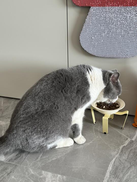 肉乎乎的小猪干饭日常🌟