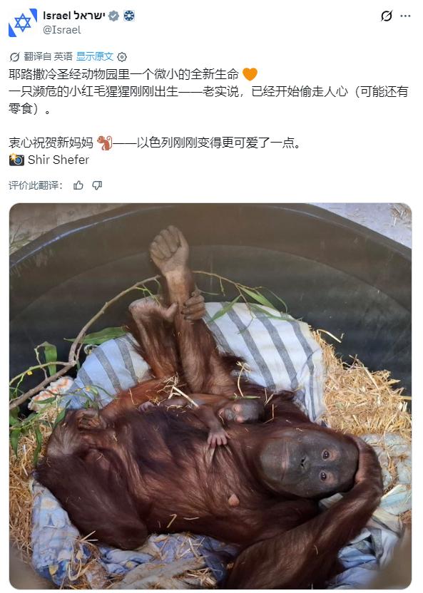 以色列官方X：衷心祝贺新妈妈 🐒——以色列刚刚变得更可爱了一点。[吐]
不久前