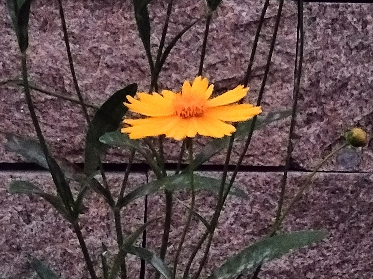 分享一张小野花的照片小广场内一魅小“黄花”！