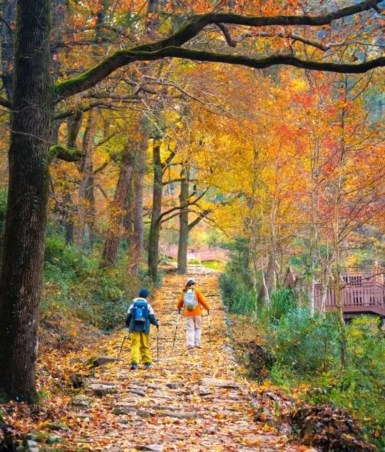 莘庄出发〡11.16 徒燕窝古道，赏最美水杉林
周末没有安排的宝子们，可以瞅瞅了