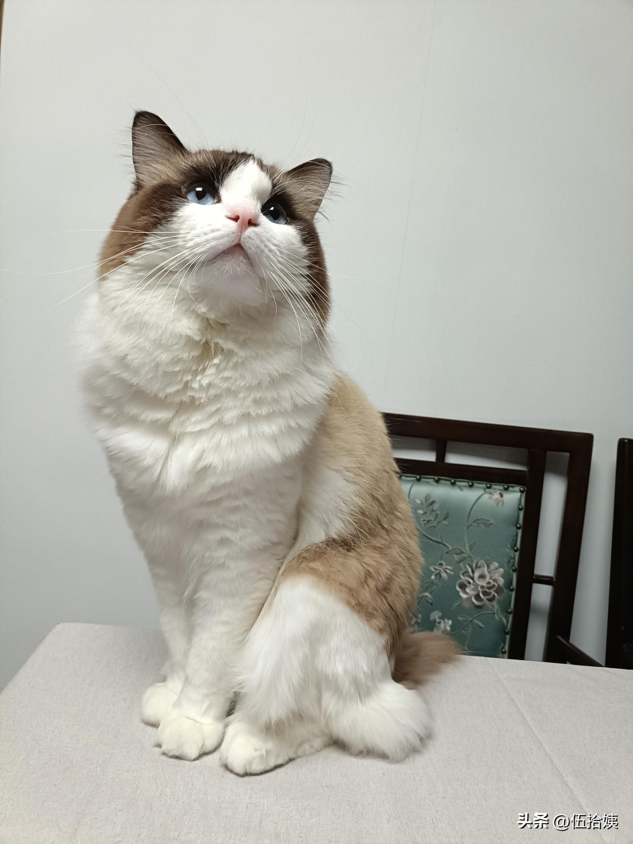 我家布偶猫，这么乖的宝宝今天第一次主动攻击人，还攻击了两个人。[黑线]
第一个是