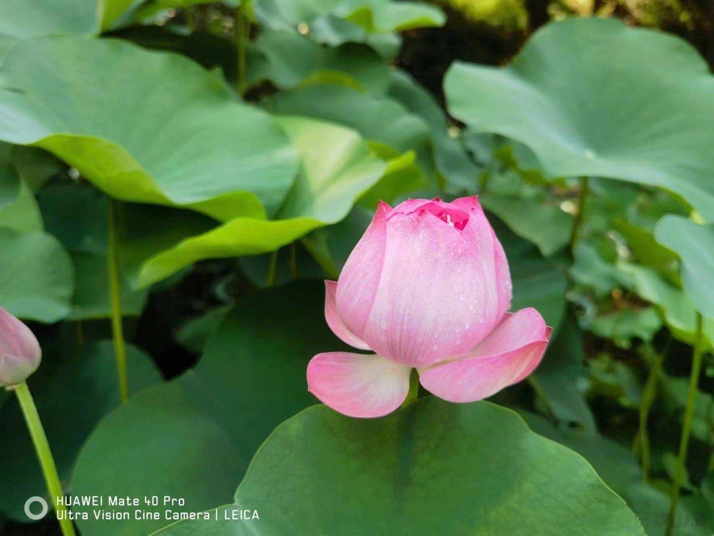 千万不要一时兴起就养猫或者狗，猫狗年轻的时候，所需费用可能并不高。但是一旦进入老