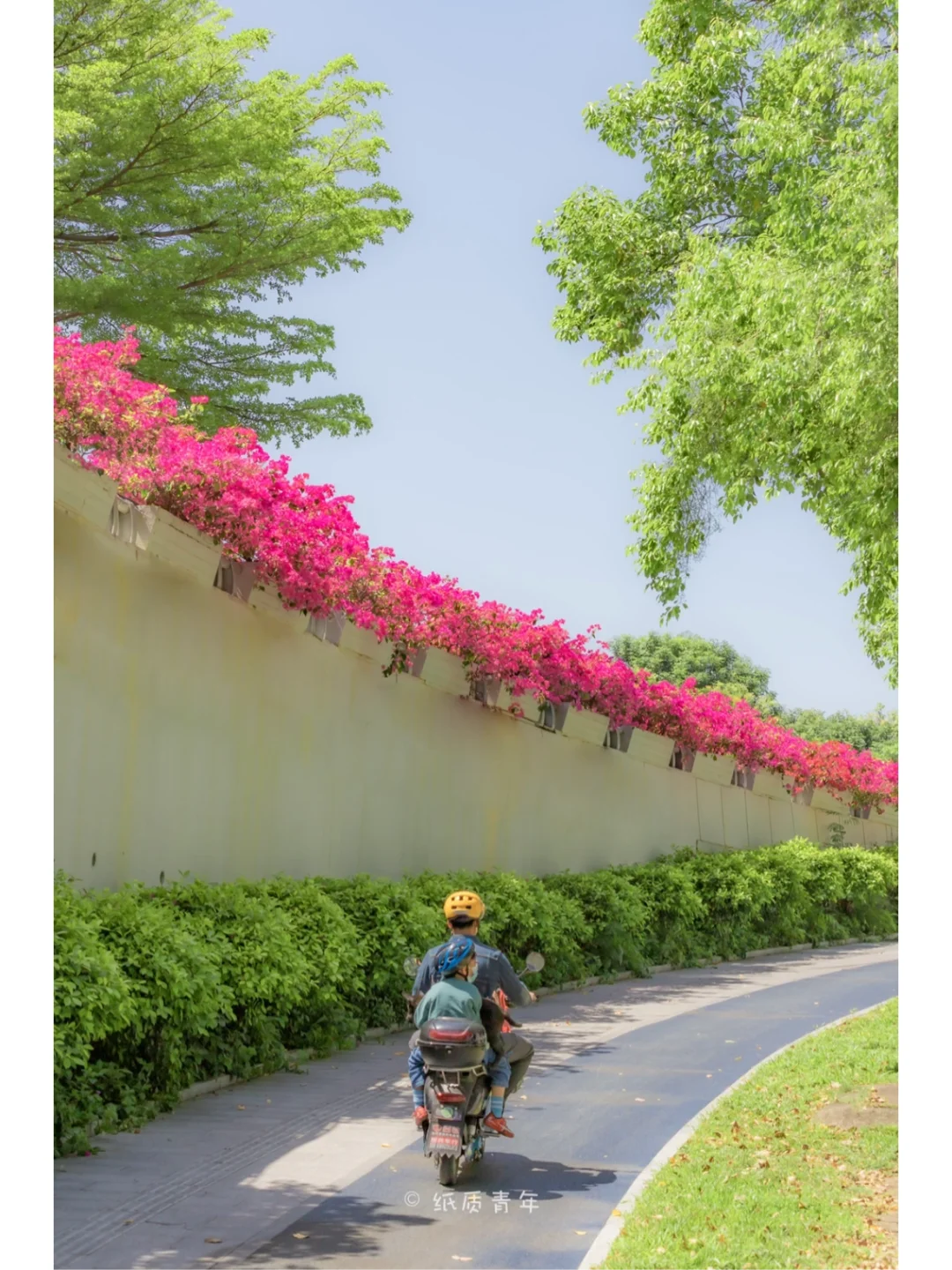 深圳三个小众三角梅拍摄地，一定要看到最后