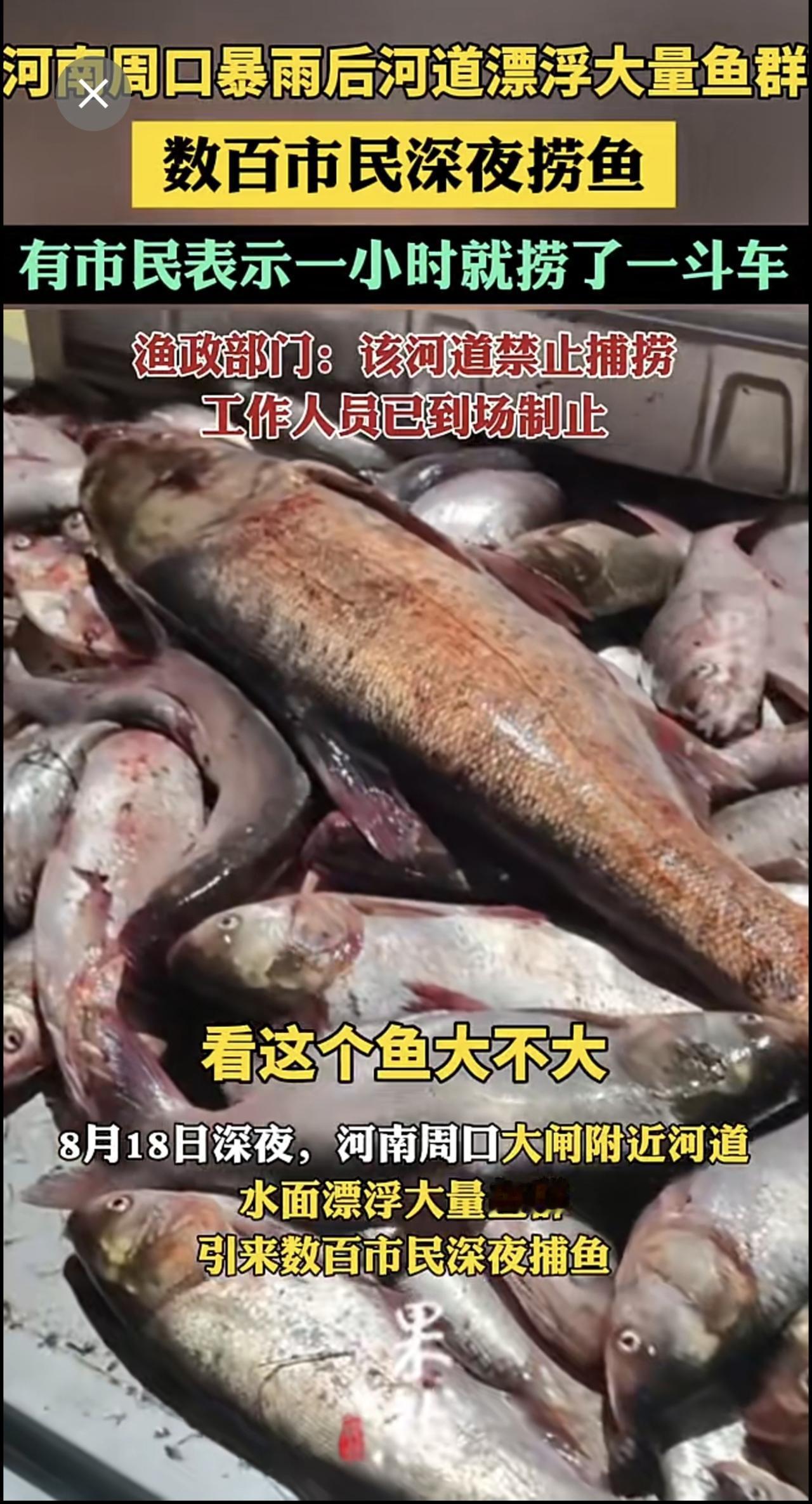 河南周口暴雨后河道漂浮大量鱼群，数百市民深夜捞鱼，有市民表示一小时就捞了一斗车.