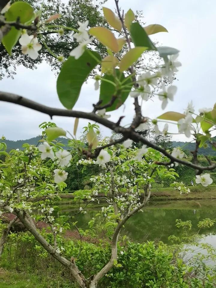 晒图笔记大赛梨树坪的梨花为啥现在又来了？真的一年可以梨开二度？[微风][微风]