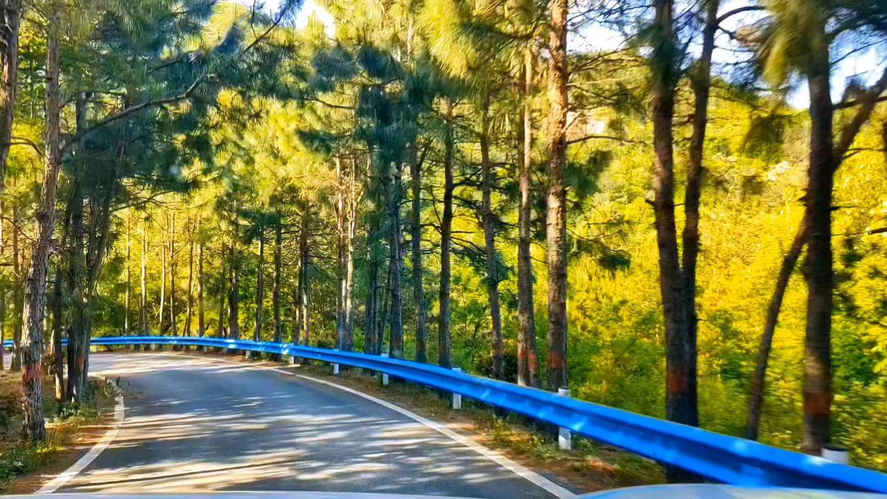 开车穿梭在春日山林里，窗外是连绵的青松翠柏，阳光透过枝叶缝隙洒下斑驳光影，连空气