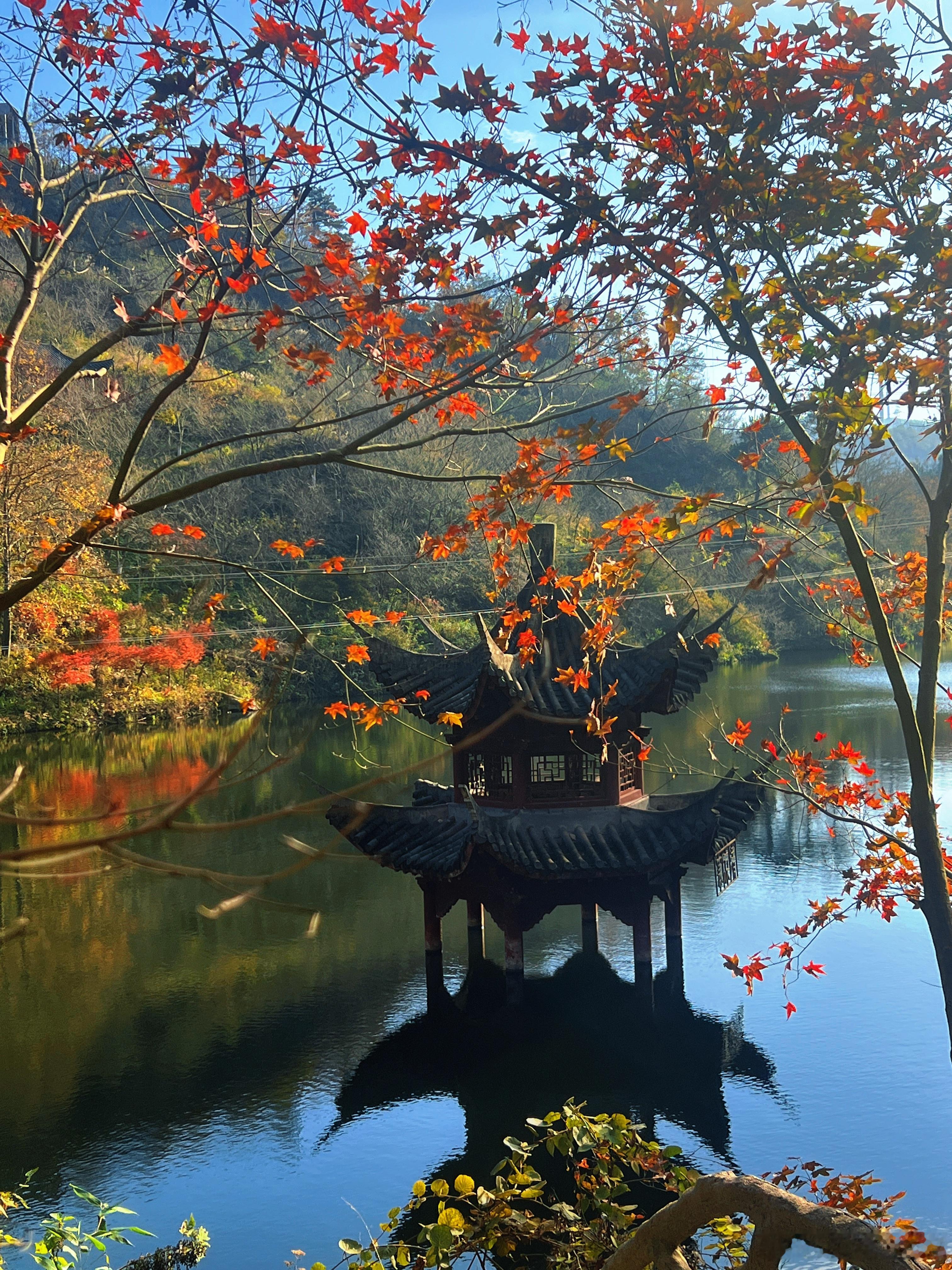 武汉赏秋封神地❗️清凉寨红叶银杏美到窒息5000 亩🍁红叶林像打翻调色盘三角枫