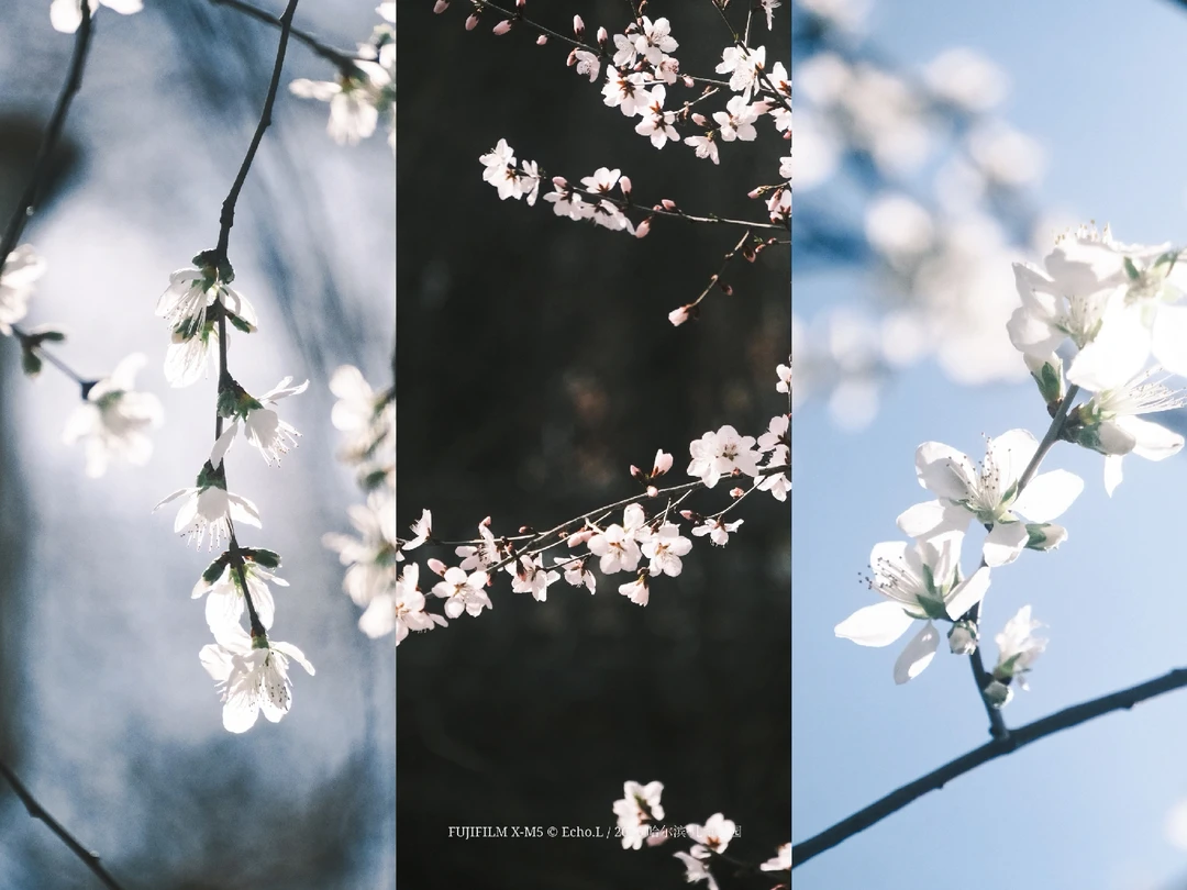 哈尔滨·儿童公园（🌸山桃花版）