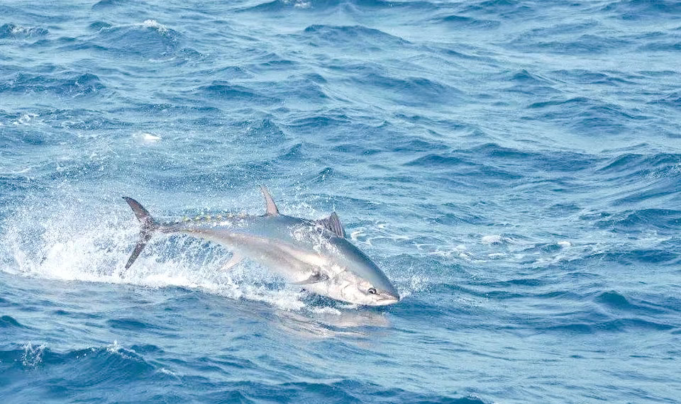 渔民回应又捕获近600斤重金枪鱼渔民捕获近600斤金枪鱼上架拍卖近600斤的蓝鳍