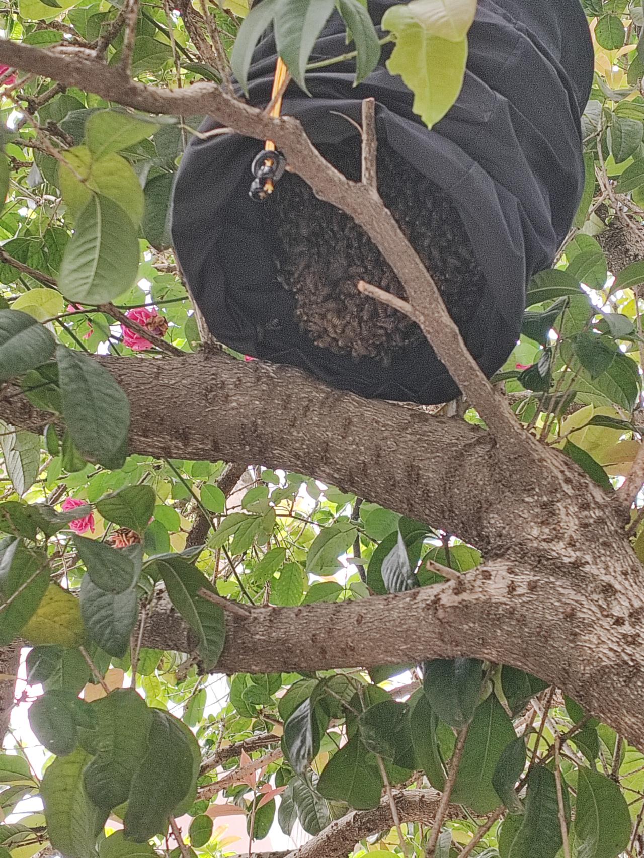 蜜蜂真是一群神奇的小动物，一大坨蜂群被逮住了，接下来开始养蜂历程，捉蜂只是养蜂万