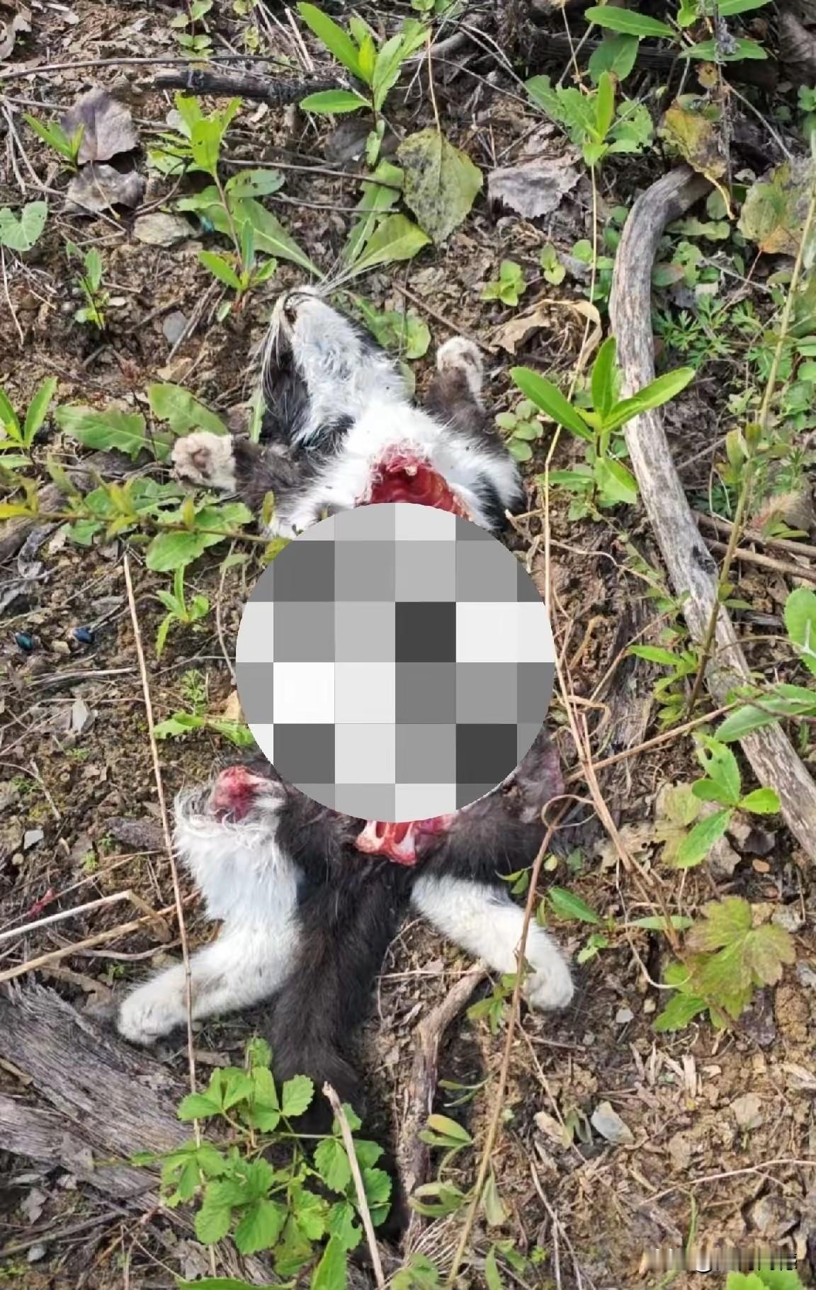 一只可爱的猫咪，没有招谁，也没有惹谁，但却遭到这样的毒手，看了真是让人受不了，对