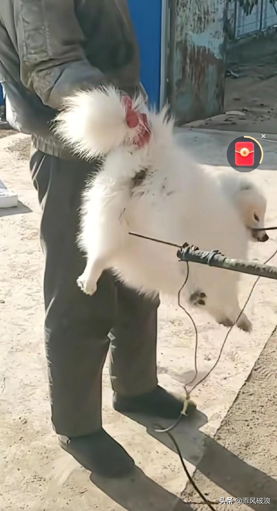 狗狗太可怜了，一个个鲜活的生命，竟以电击的方式被终结，实在是太残忍了。反对吃狗肉