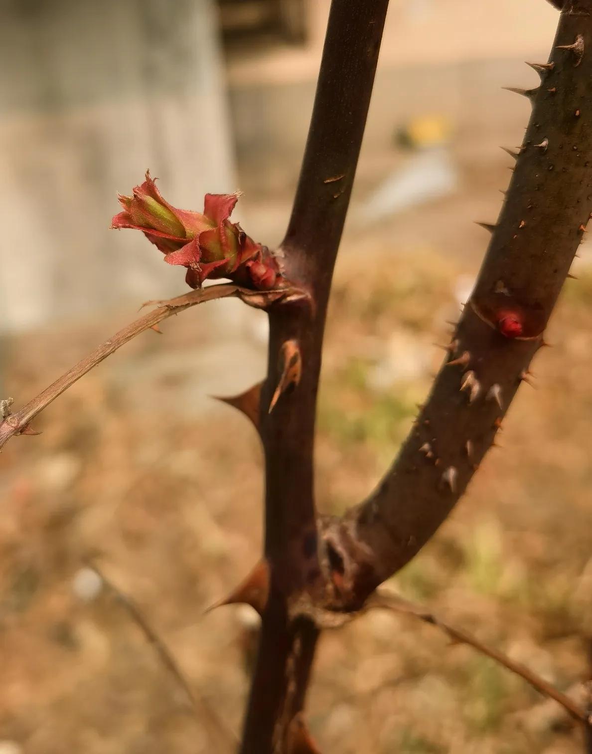 大地呈现一片生机勃勃，大地散发着勃勃生机[赞][赞][赞]