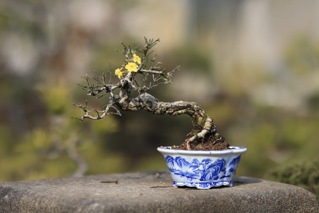 春天怎么能没有迎春花盆景？！