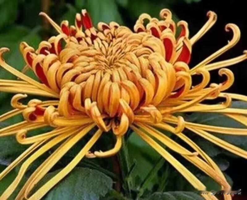 鲜花永远是生活里最温柔的光， 风吹花摇皆是浪漫，一隅芬芳足以暖心，只要有花在开，