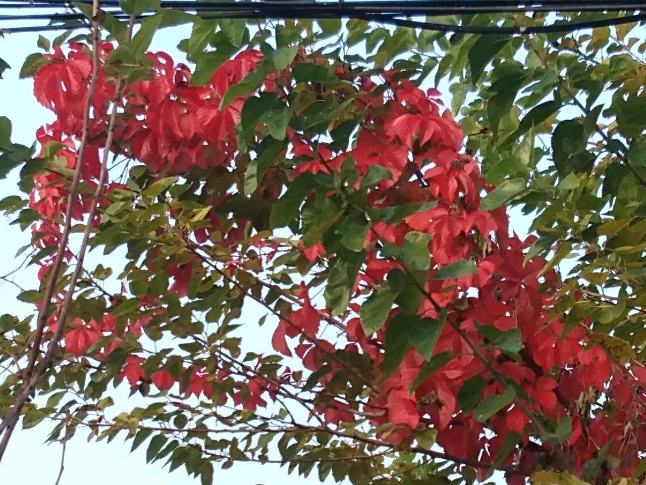 人间十一月，一切都如意，今日无碍，明日无忧，便是最好的生活！早安！朋友！[礼花]