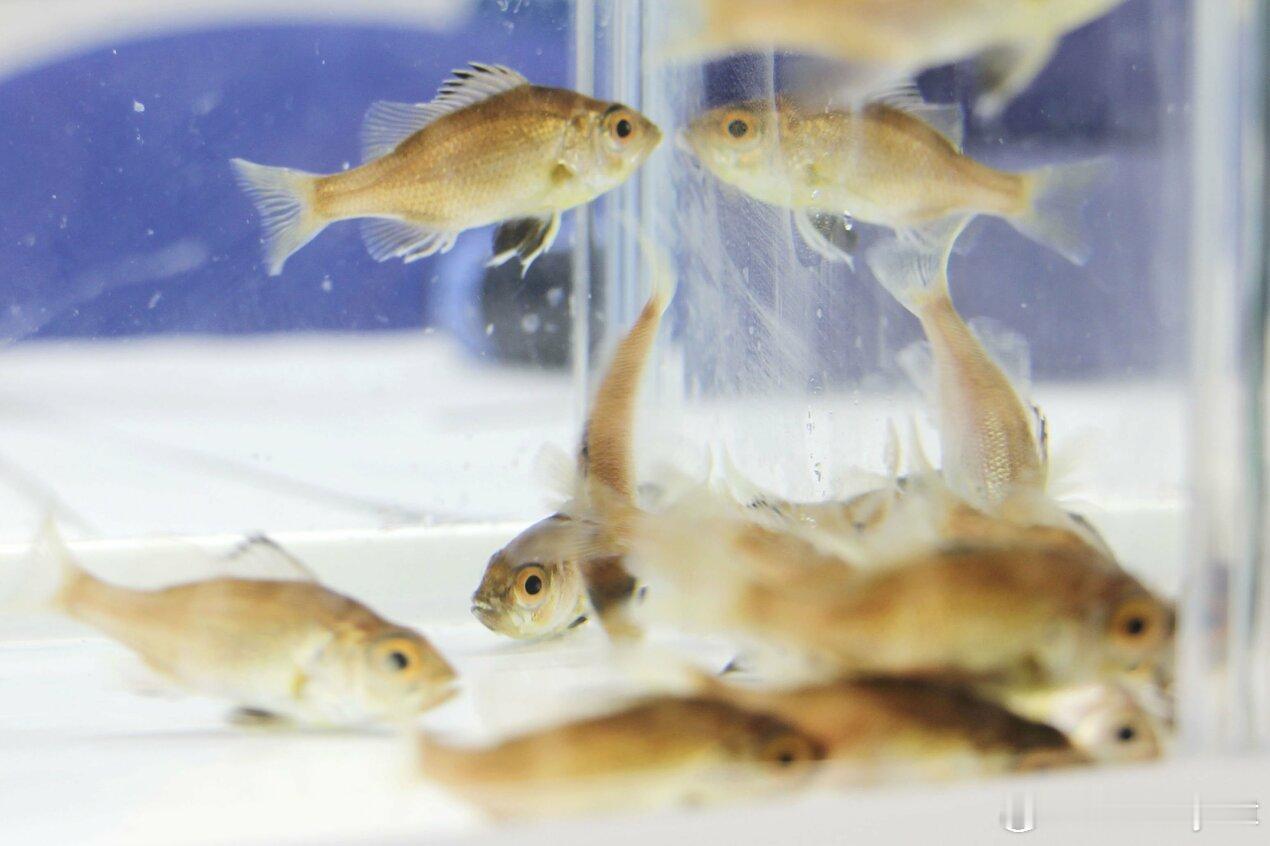 日本近畿大学实现高端食材“喉黑鱼”完全人工养殖海外新鲜事日本 日本近畿大学5日宣