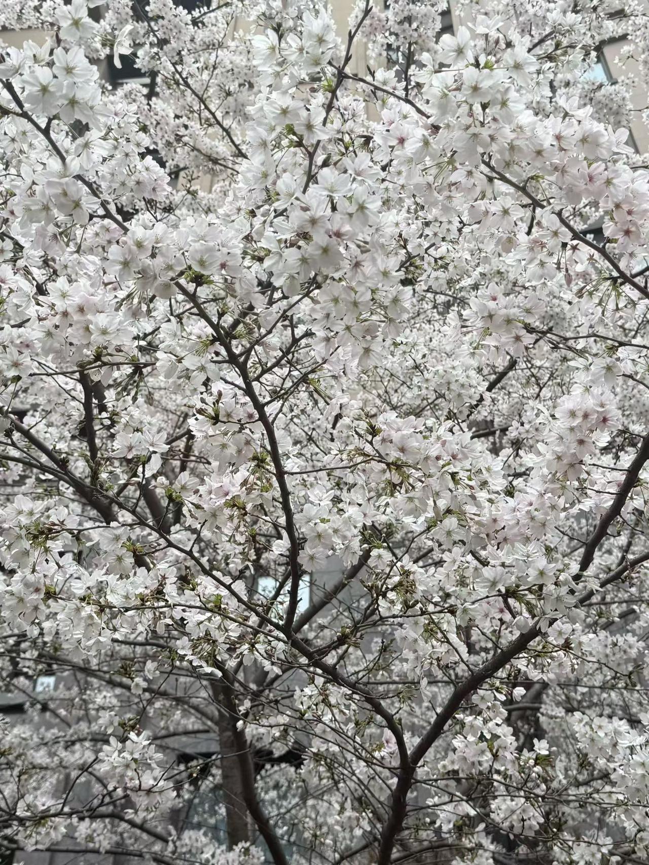 春暖花开，空气中的充满了香味，但也要注意花粉过敏。

樱花很漂亮，适合拍照。
