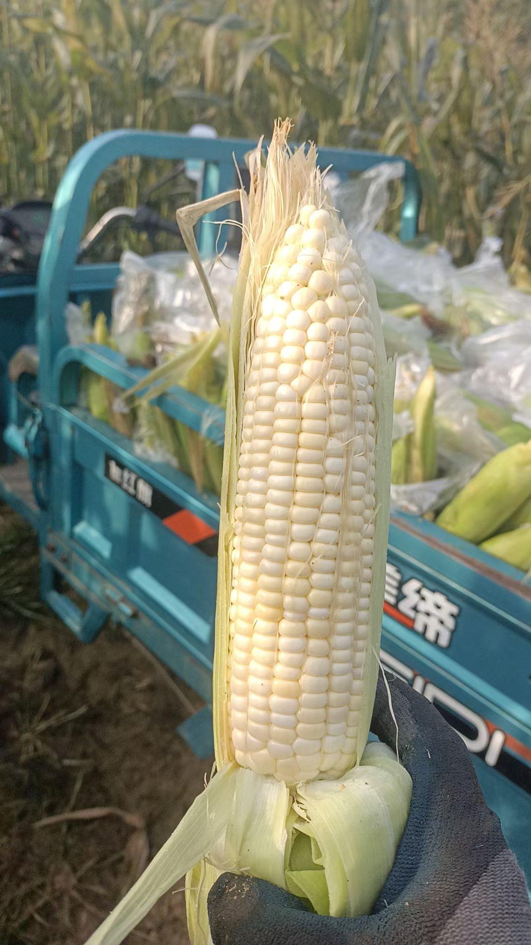 玉米在你们那儿的方言叫什么在我们陕西关中地区叫包谷也叫棒棒！