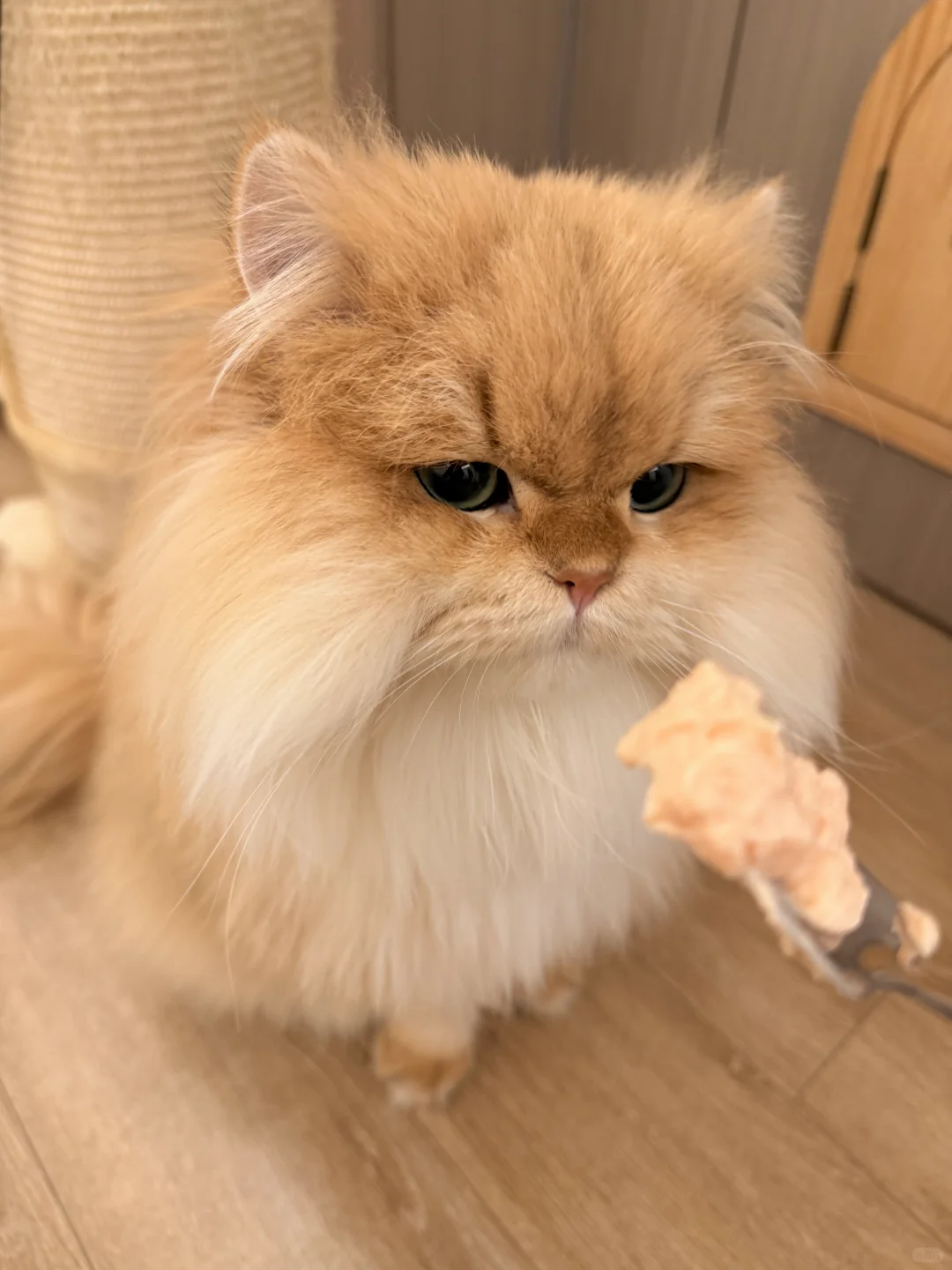 救命！它看起来也太软fufu了吧！