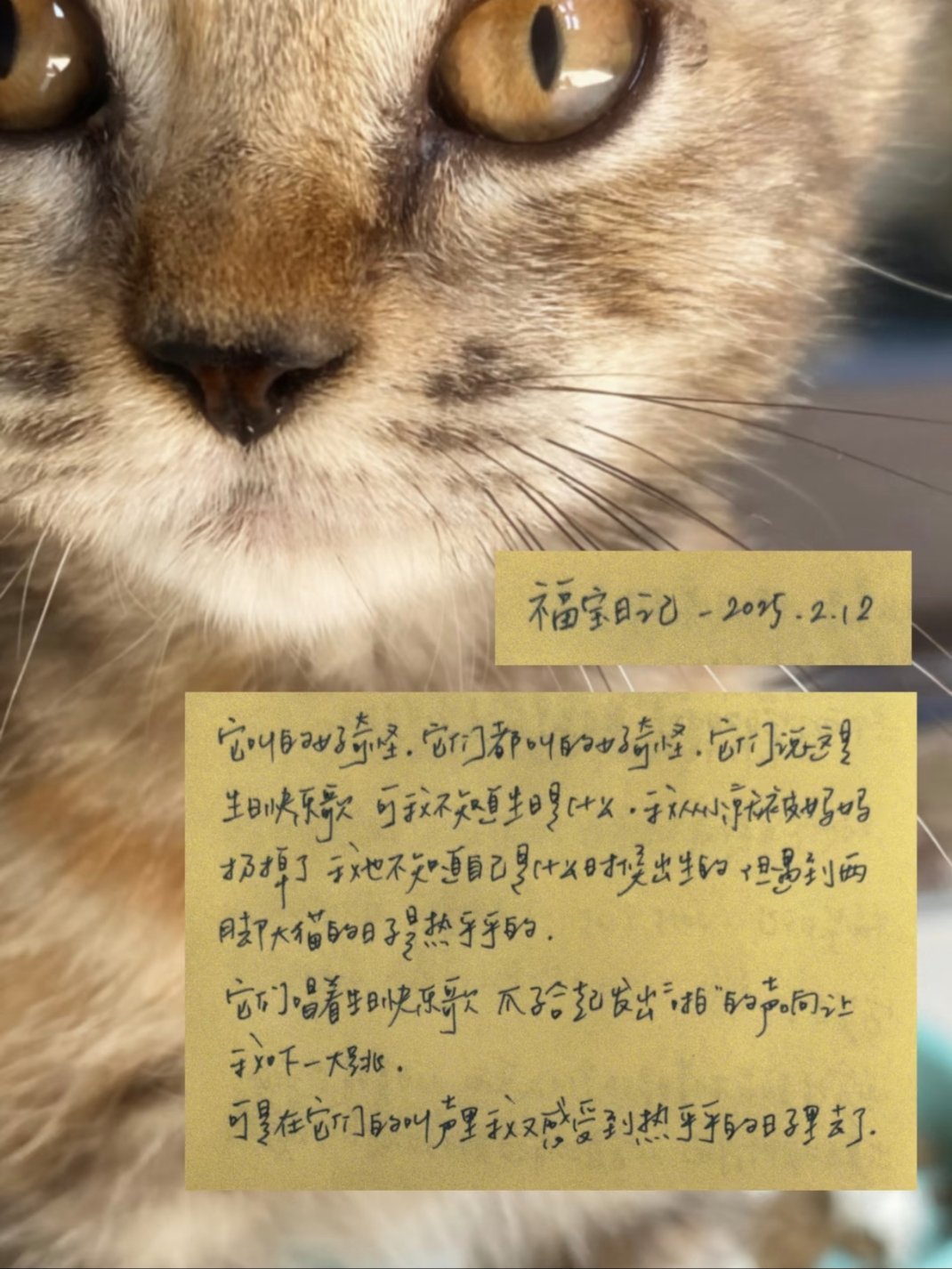 小猫 喵喵咪 是在对人类说“我爱你”人类无法离开猫咪。就像人在想要诚实一点之前 