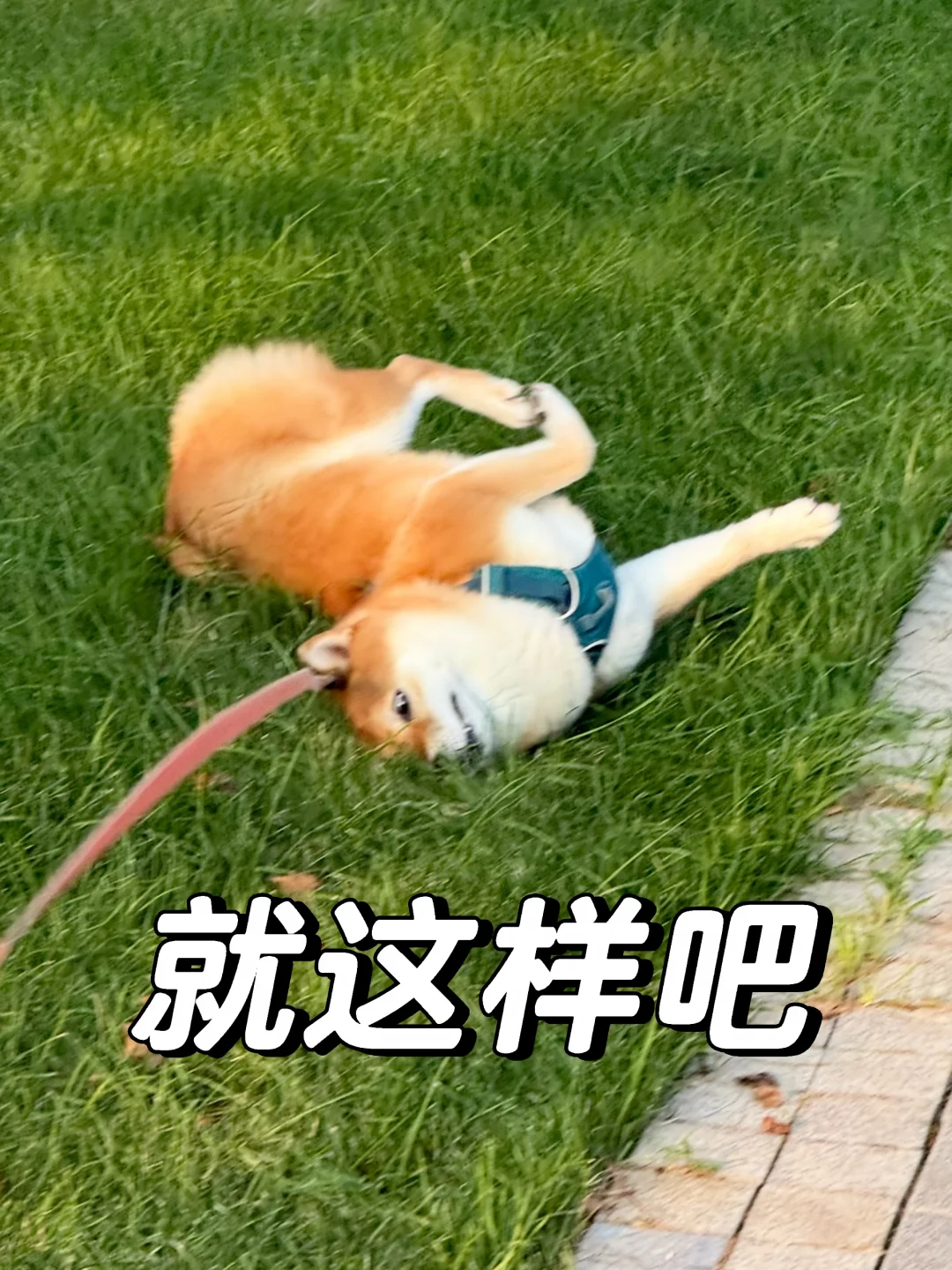 小狗发疯名场面之打滚